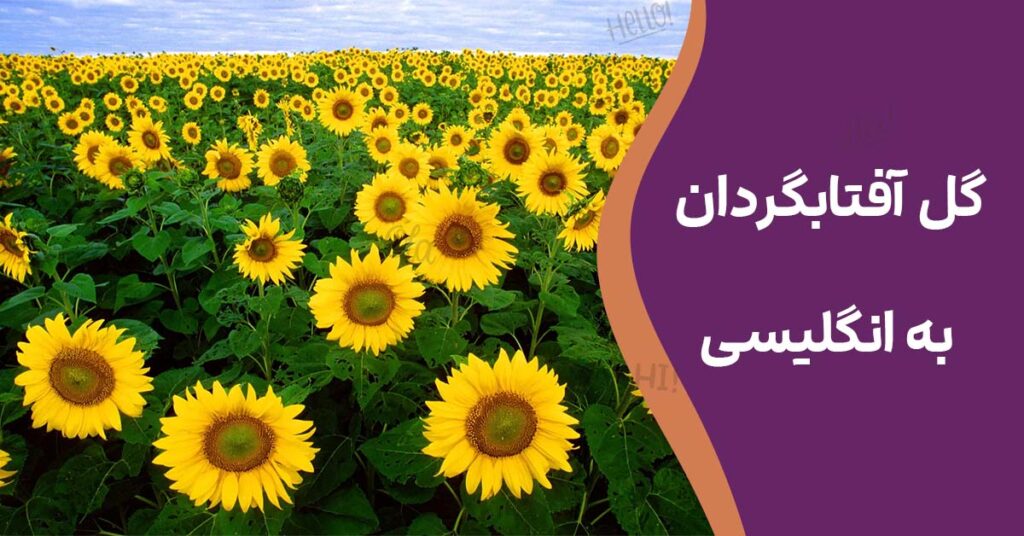 گل آفتابگردان به انگلیسی