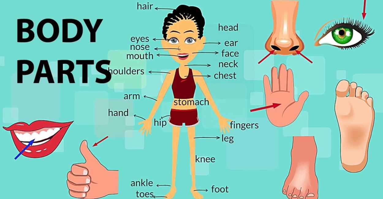 لیست کامل اعضای بدن به زبان انگلیسی - آموزشگاه زبان های خارجی راد تایم