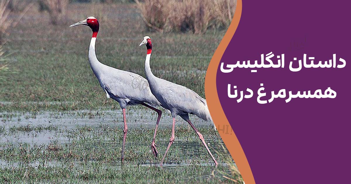 داستان انگلیسی: همسرمرغ درنا