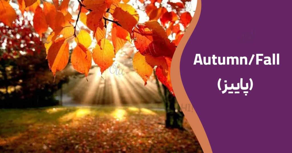 Autumn - Fall (پاییز)